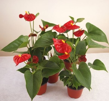 CÂY PHONG THỦY PHÙ HỢP THEO TUỔI